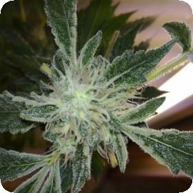 Yumbolt 47 Feminised Seeds