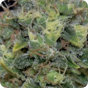 Yumbolt Auto Feminised Seeds Yumbolt Auto Feminised Seeds