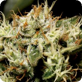 Yumbolt Feminised Seeds