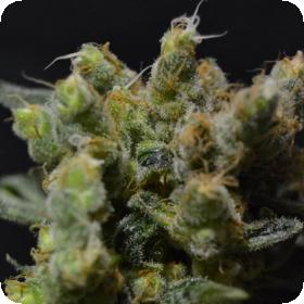 Zen Feminised Seeds