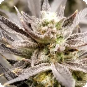 Zinger Regular Seeds Zinger Regular Seeds