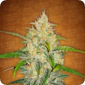 Zkittlez Auto Feminised Cannabis Seeds Fastbuds Cannabis Seeds 0