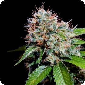Zuri Widow Feminised Seeds Zuri Widow Feminised Seeds