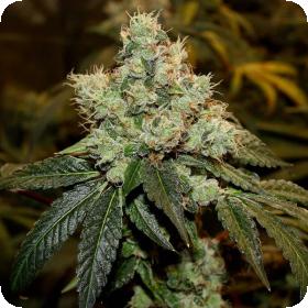 Chem Kesey Regular Seeds