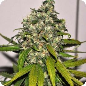 7043 Ak Auto Blimburn Cannabis Seeds