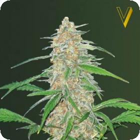 A K 77 V Auto Feminised Cannabis Seeds