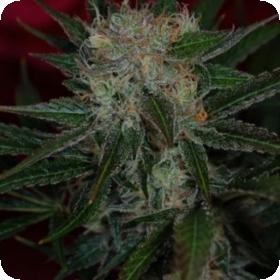 Agent Orange Regular Cannabis Seeds