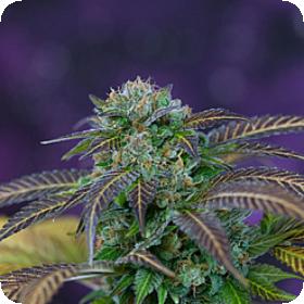 Alchemy Regular Cannabis Seeds