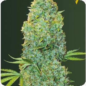 Amnesia Haze Auto Feminised Cannabis Seeds