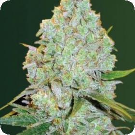 Amnesium Auto Feminised Cannabis Seeds