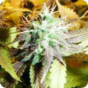 Aurora Indica Feminised Cannabis Seeds 0