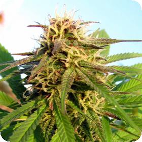 Auto Blue Mystic Feminised Cannabis Seeds