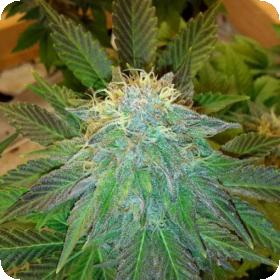 Auto Bubblelicious Feminised Seeds Auto Bubblelicious Feminised Seeds