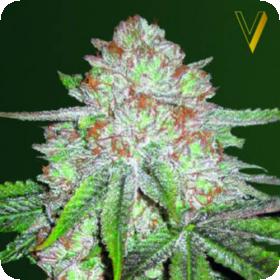 Auto Chocodope