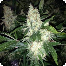 Baklava Feminised Cannabis Seeds