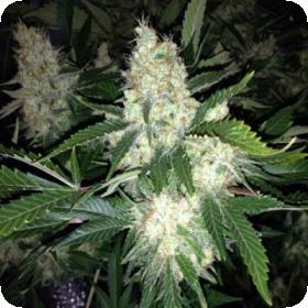 Baklava  Feminised  Cannabis  Seeds