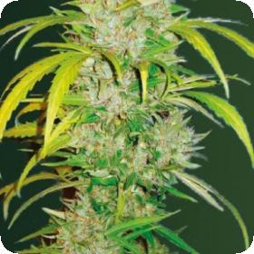 Big Angel Auto Feminised Cannabis Seeds
