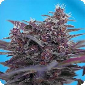 Black Cream Auto Feminised Cannabis Seeds