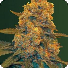 Blow Dream Auto Feminised Cannabis Seeds
