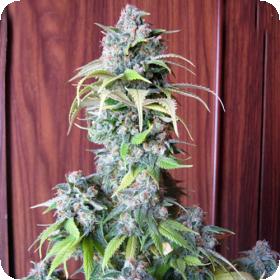 Blueberry Feminised Cannabis Seeds