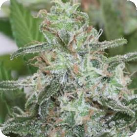 Brains Escape Feminised Cannabis Seeds