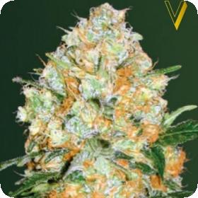 Bubblegum P R O Auto Feminised Cannabis Seeds