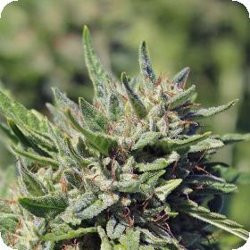 Buttercup Regular Cannabis Seeds