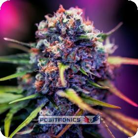 Caramel Ice C B D Feminised Cannabis Seeds