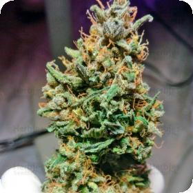 Caramelino Auto Feminised Cannabis Seeds