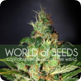 Chronic Haze Feminised Seeds