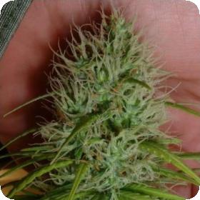 Chrystal Feminised Cannabis Seeds