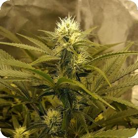 Chrystal Regular Cannabis Seeds