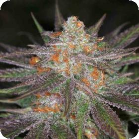 Conspiracy Kush Regular Cannabis Seeds