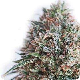 Critical 47 C B D Feminised Cannabis Seeds