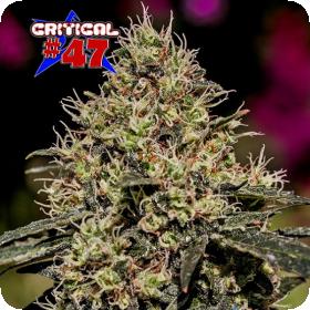 Critical 47 Feminised Cannabis Seeds