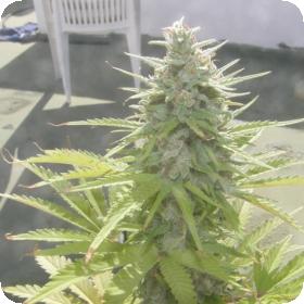Crystal METH Feminised Seeds Crystal METH Feminised Seeds