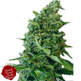 Douce Nuit Choice French Touch Cannabis Seeds