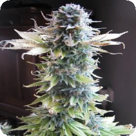 Early Skunk Feminised Cannabis Seeds
