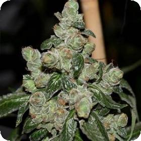 Full Energy Regular Cannabis Seeds