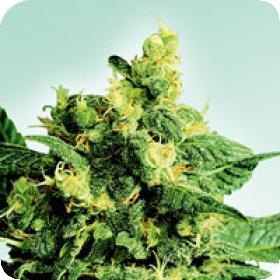 Gooseberry Kush Jpg