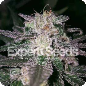 Gorilla Cookies 1