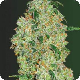 Green Wild Shark Auto Feminised Cannabis Seeds