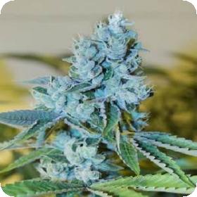 Headbanger Regular Cannabis Seeds