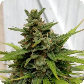 Heaven Auto Feminised Cannabis Seeds Jpg