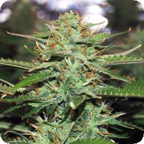 Jack 47 Auto Feminised Seeds Jack 47 Auto Feminised Seeds