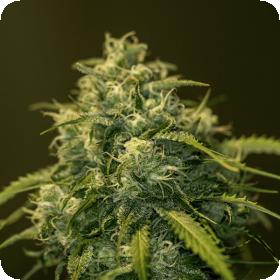 Jack Diesel C B D Feminised Cannabis Seeds
