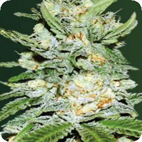 Jack Hammer Auto