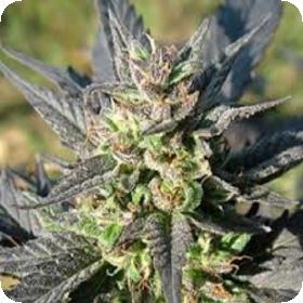 KC 39 Feminised Seeds KC 39 Feminised Seeds