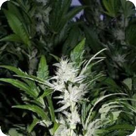 KC 45 Feminised Seeds KC 45 Feminised Seeds