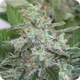 KC 48 Auto Feminised Seeds KC 48 Auto Feminised Seeds